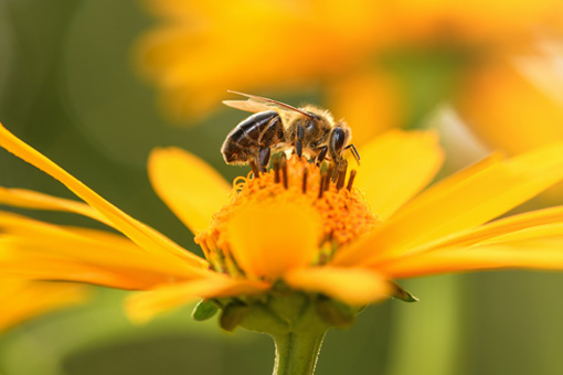 bee_img_510x340